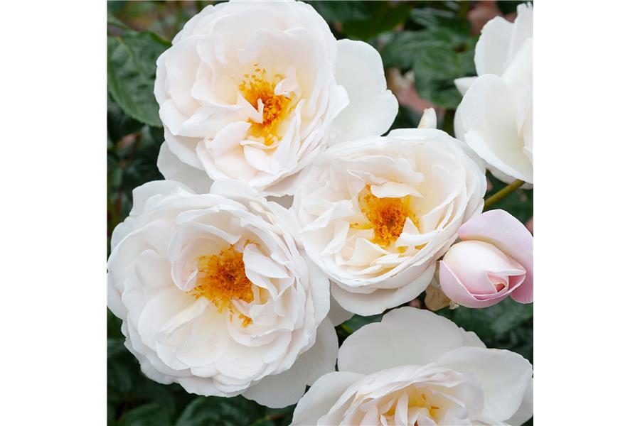 FLORIBUNDA